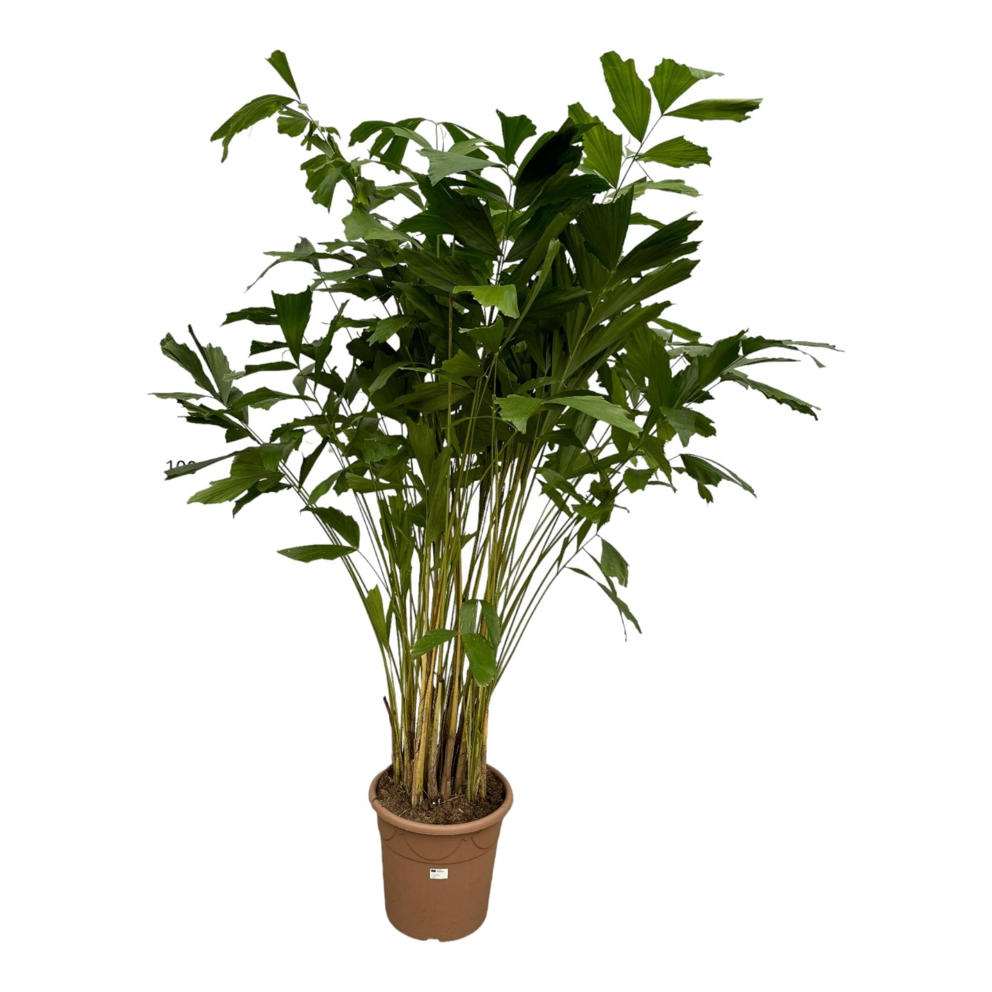 Caryota Mitis - 250 cm - Forestbloom