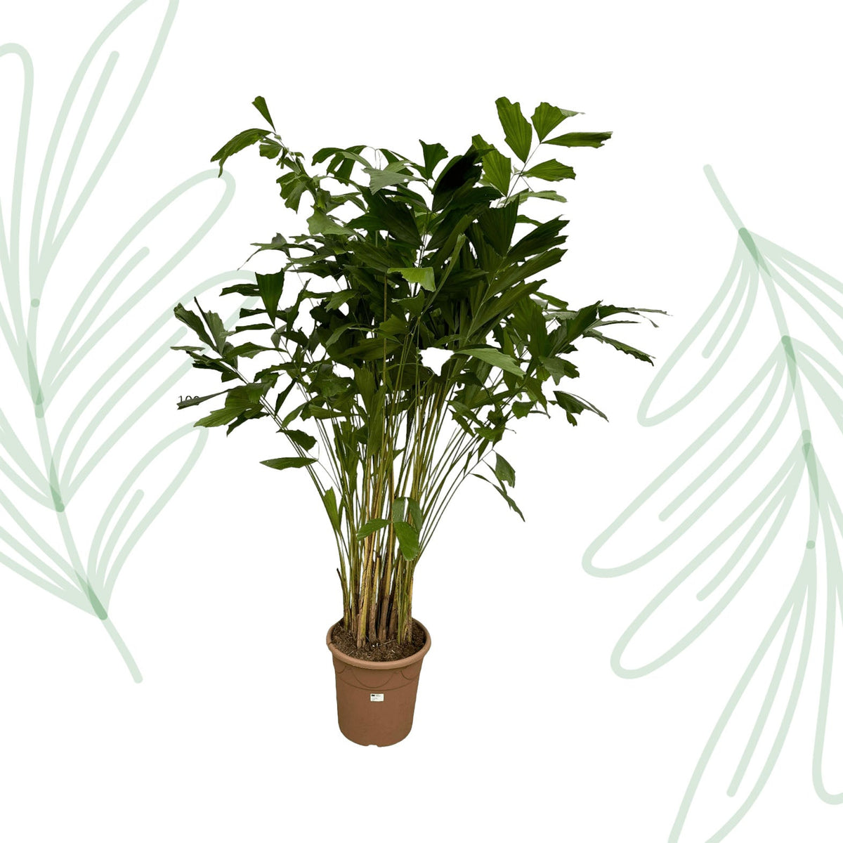 Caryota Mitis - 250 cm - Forestbloom