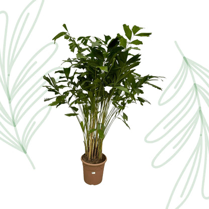 Caryota Mitis - 250 cm - Forestbloom