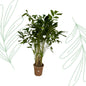 Caryota Mitis - 250 cm - Forestbloom