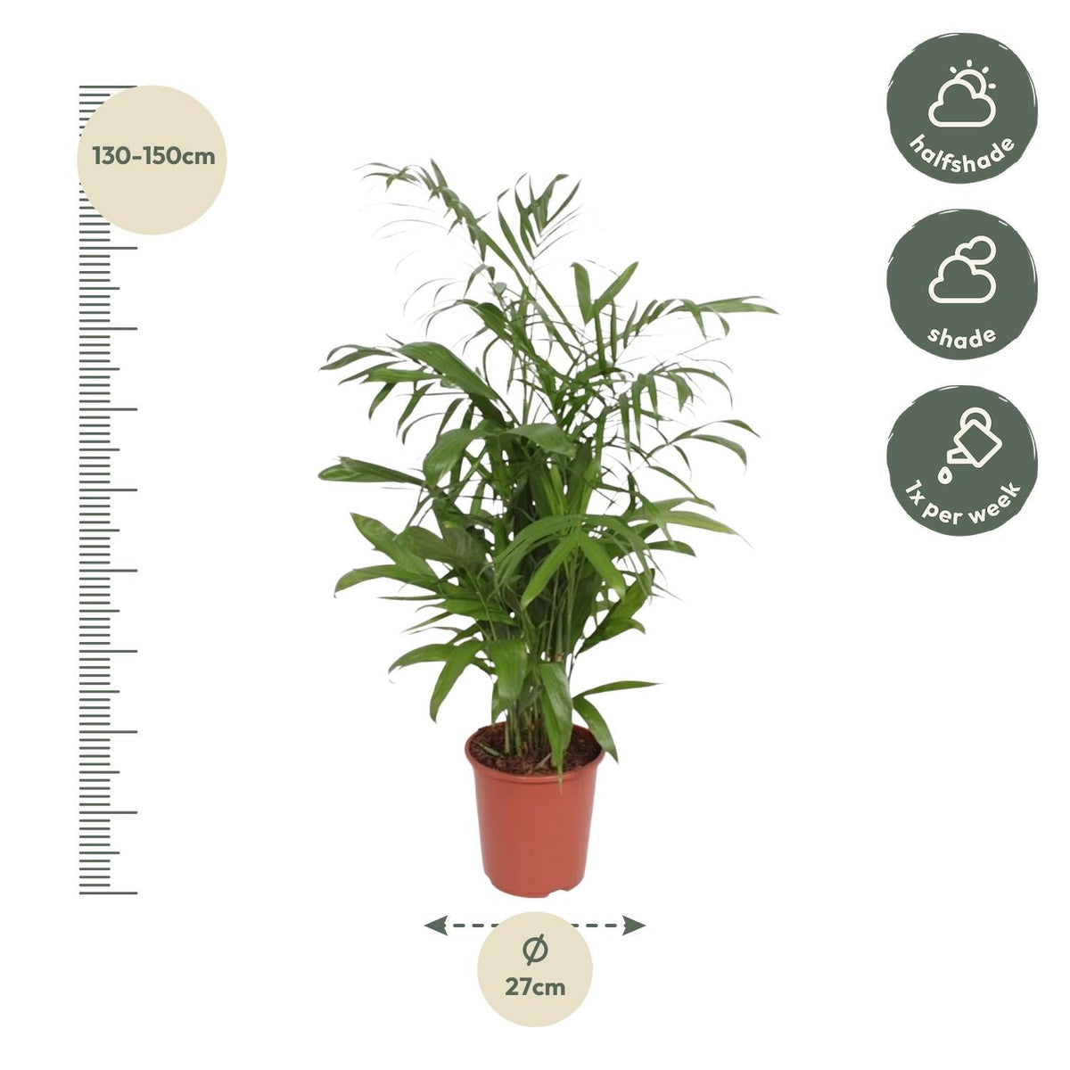 Chamaedorea Seifrizii - 140 cm - Forestbloom