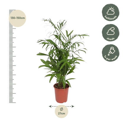 Chamaedorea Seifrizii - 140 cm - Forestbloom