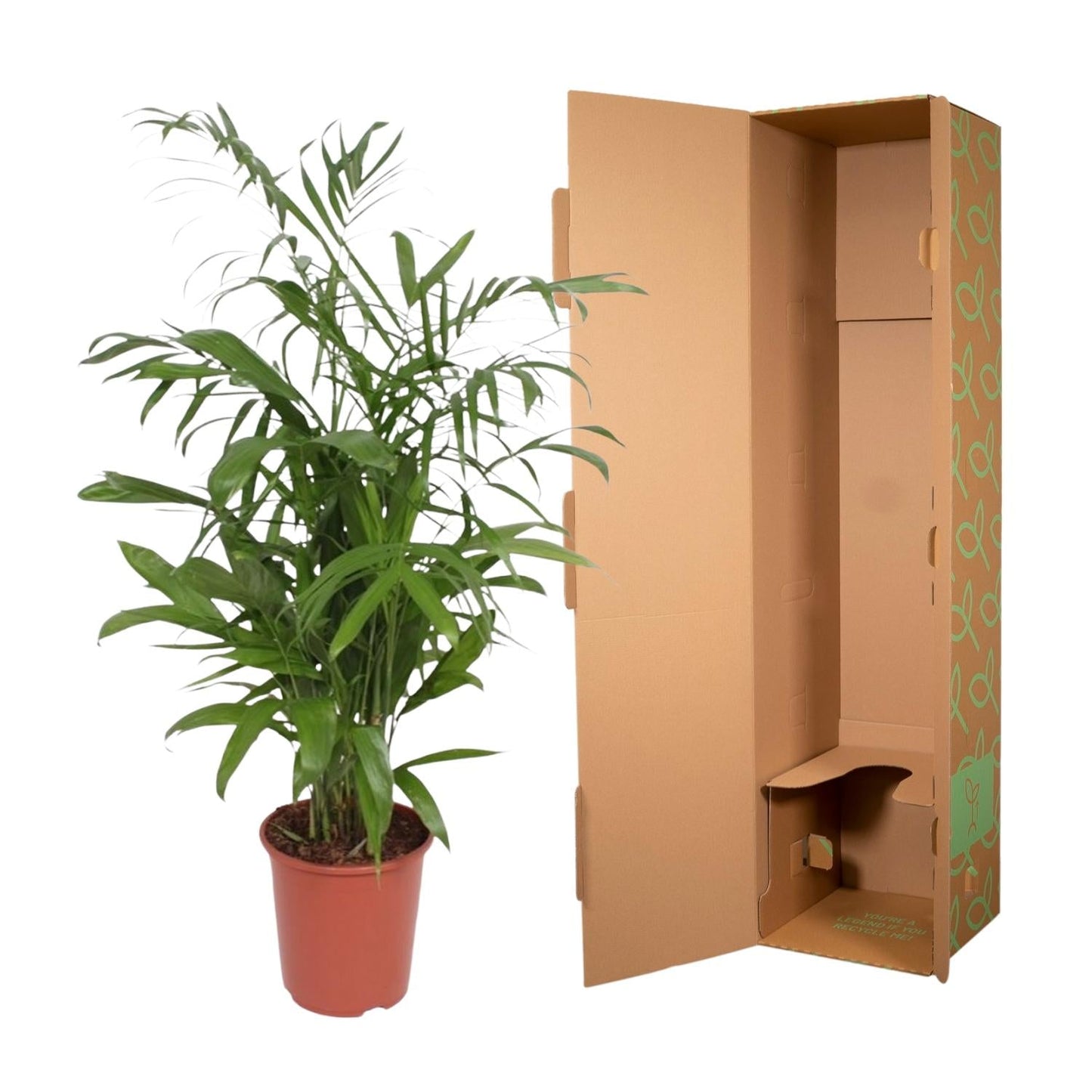 Chamaedorea Seifrizii - 140 cm - Forestbloom
