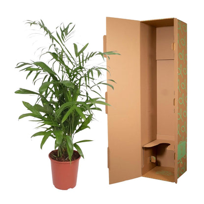 Chamaedorea Seifrizii - 140 cm - Forestbloom