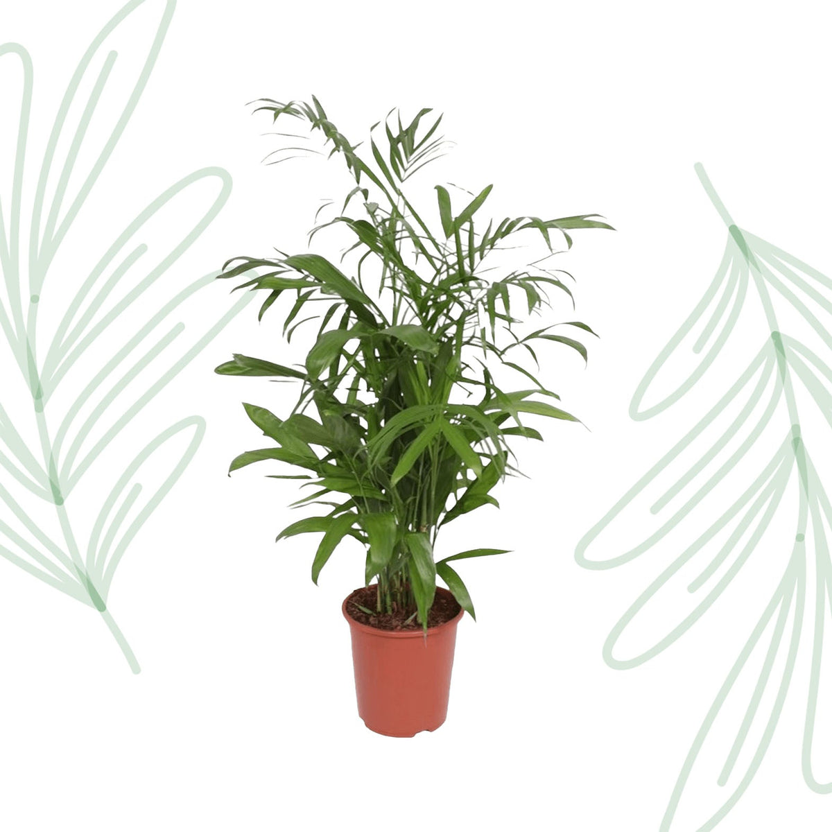 Chamaedorea Seifrizii - 140 cm - Forestbloom