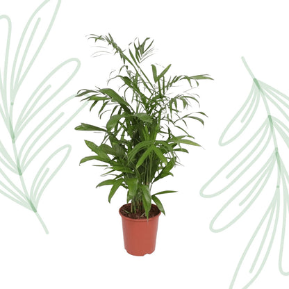 Chamaedorea Seifrizii - 140 cm - Forestbloom