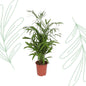 Chamaedorea Seifrizii - 140 cm - Forestbloom