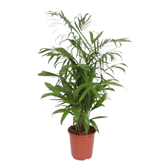 Chamaedorea Seifrizii - 140 cm - Forestbloom