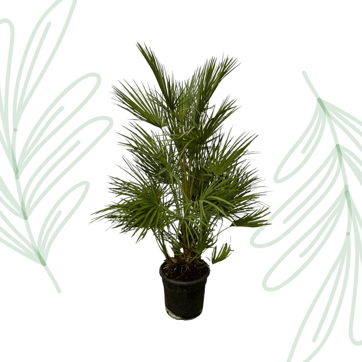 Chamaerops Humilis - 130 cm - Forestbloom
