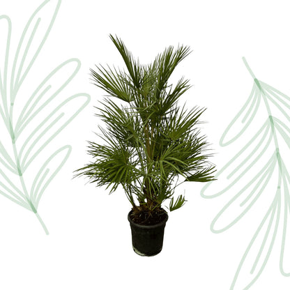 Chamaerops Humilis - 130 cm - Forestbloom