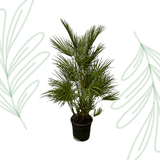 Chamaerops Humilis - 130 cm - Forestbloom