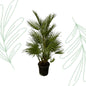 Chamaerops Humilis - 130 cm - Forestbloom