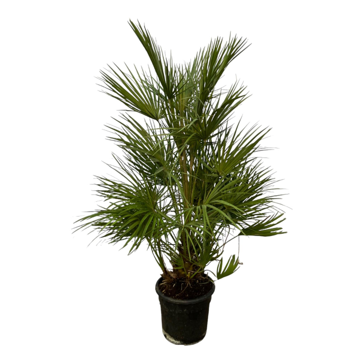Chamaerops Humilis - 130 cm - Forestbloom
