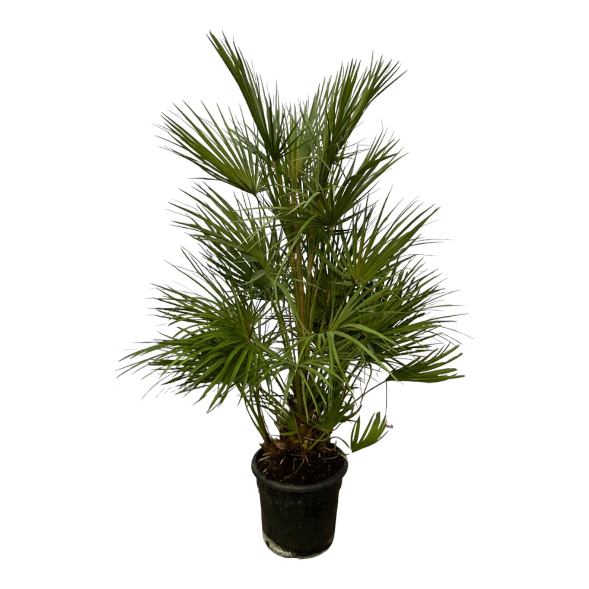 Chamaerops Humilis - 130 cm - Forestbloom