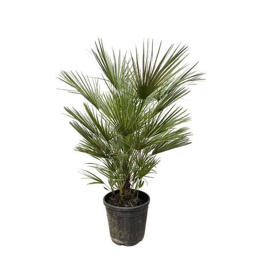 Chamaerops Humilis - 150 cm - Forestbloom