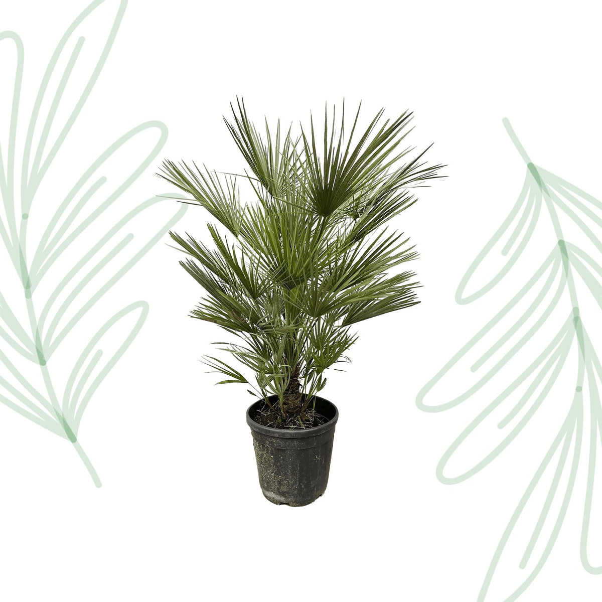 Chamaerops Humilis - 150 cm - Forestbloom