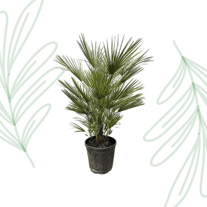 Chamaerops Humilis - 150 cm - Forestbloom