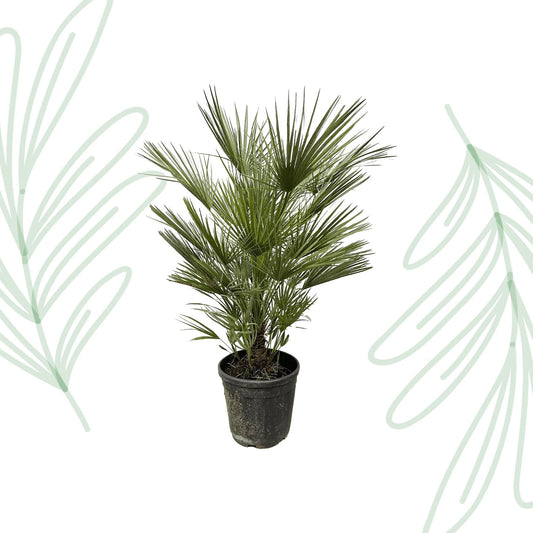 Chamaerops Humilis - 150 cm - Forestbloom