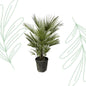Chamaerops Humilis - 150 cm - Forestbloom