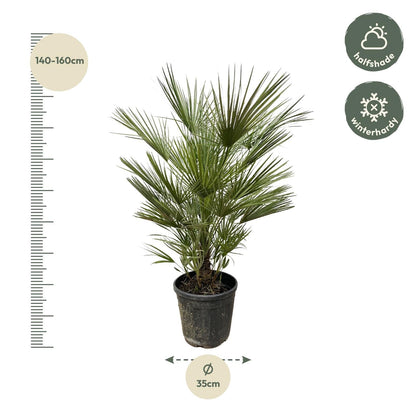 Chamaerops Humilis - 150 cm - Forestbloom