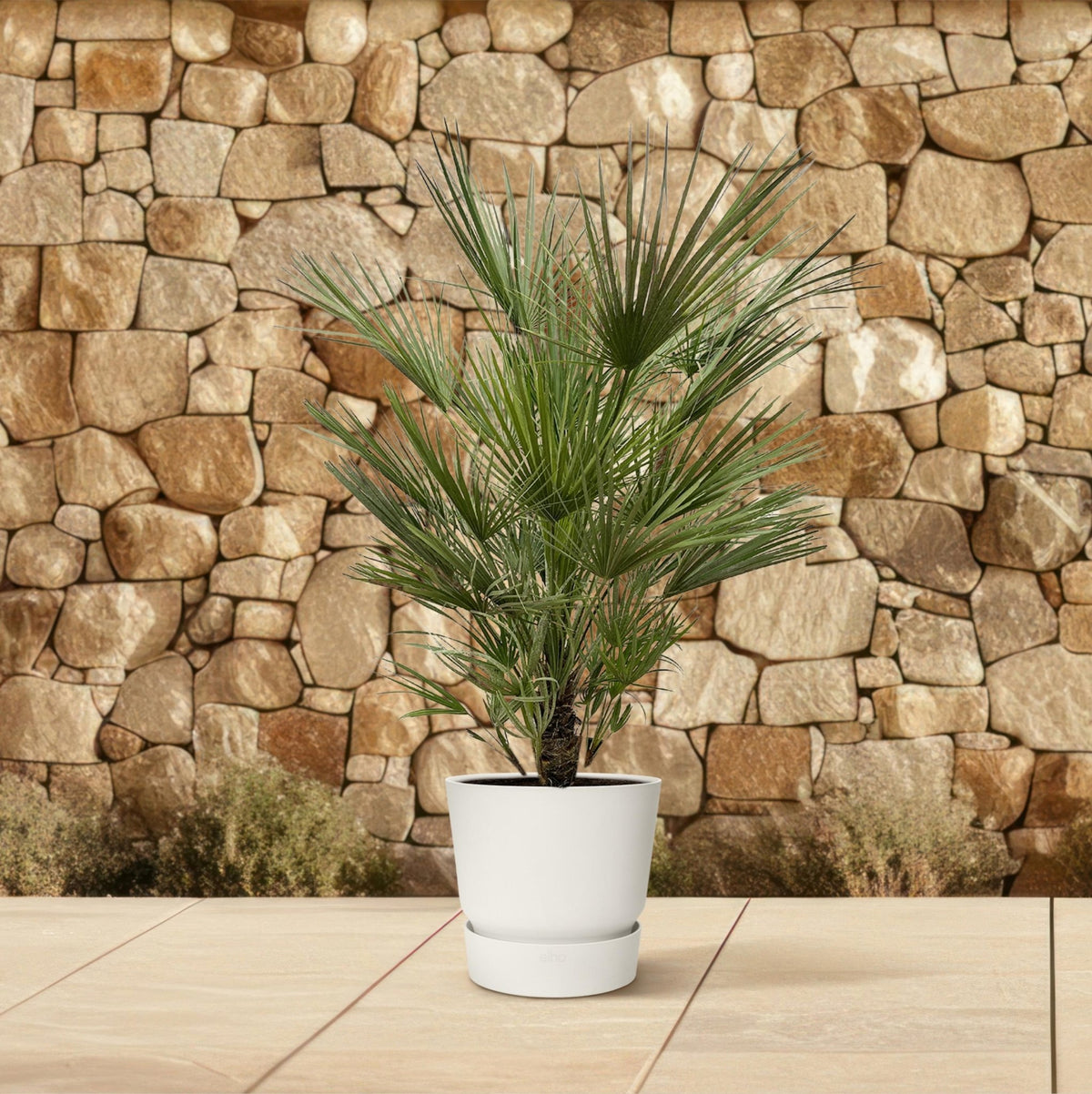 Chamaerops Humilis - 150 cm - Forestbloom
