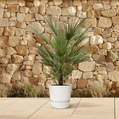 Chamaerops Humilis - 150 cm - Forestbloom