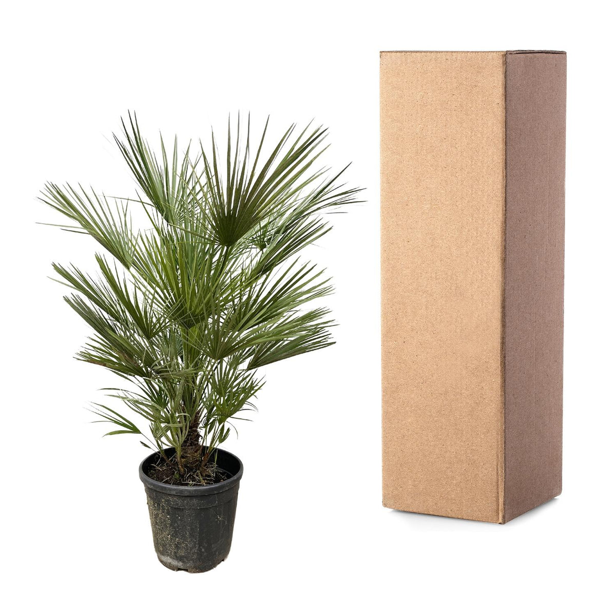 Chamaerops Humilis - 150 cm - Forestbloom