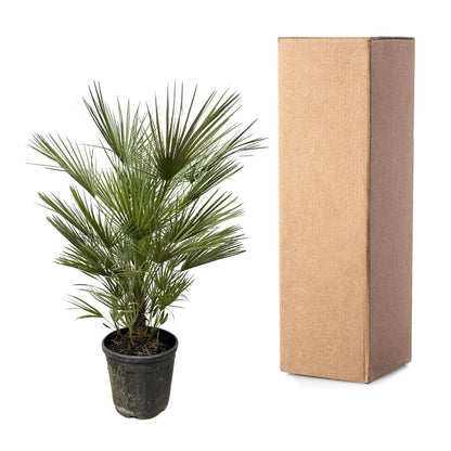 Chamaerops Humilis - 150 cm - Forestbloom