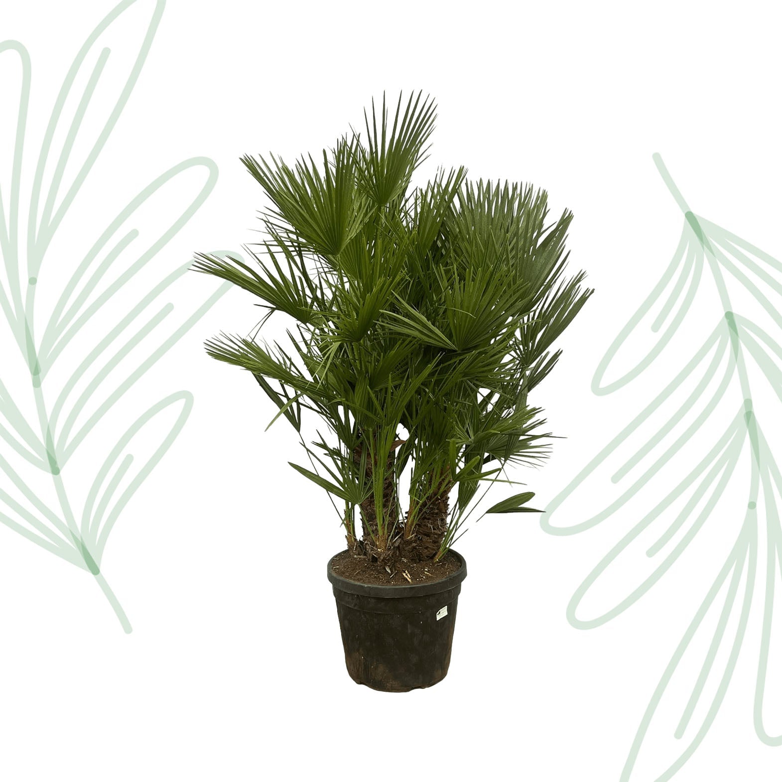 Chamaerops Humilis multi stam - 160-180 cm - Forestbloom