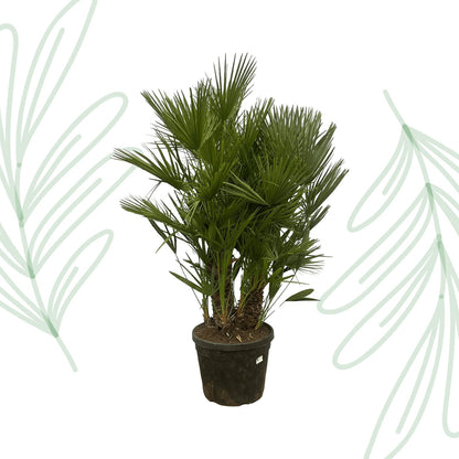 Chamaerops Humilis multi stam - 160-180 cm - Forestbloom