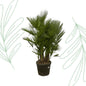 Chamaerops Humilis multi stam - 160-180 cm - Forestbloom