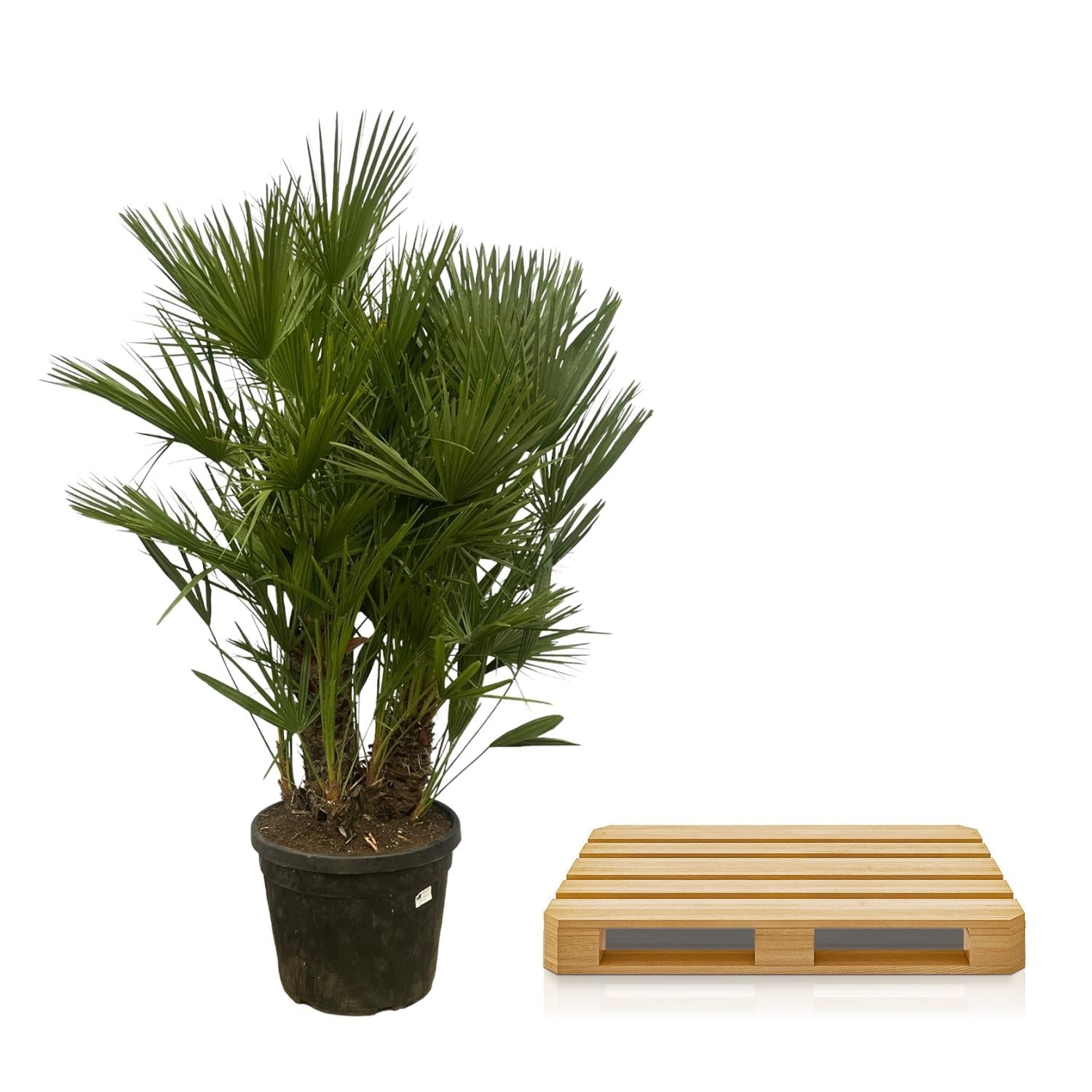Chamaerops Humilis multi stam - 160-180 cm - Forestbloom
