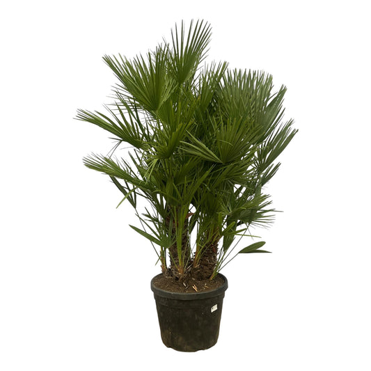 Chamaerops Humilis multi stam - 160-180 cm - Forestbloom