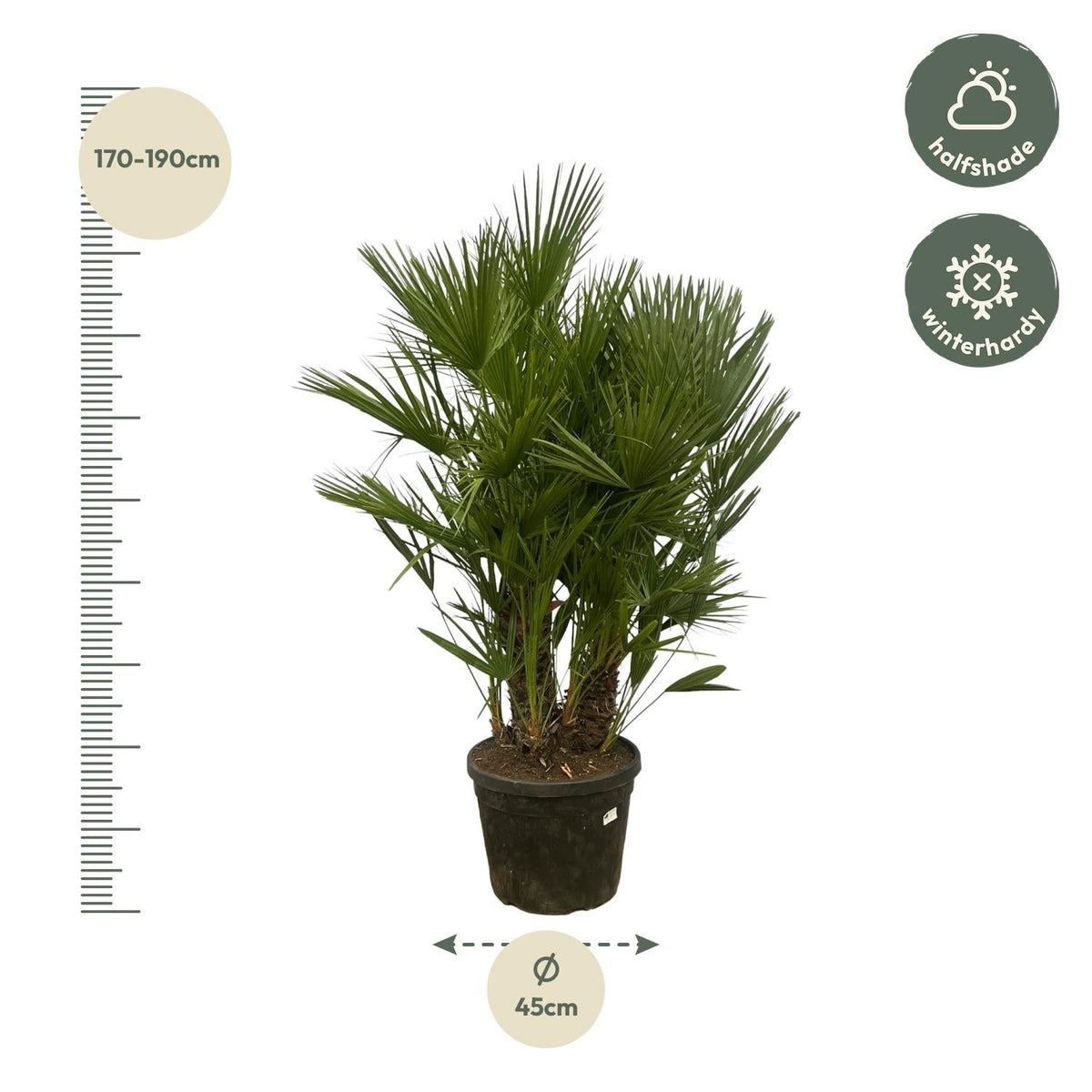 Chamaerops Humilis multi stam - 160-180 cm - Forestbloom