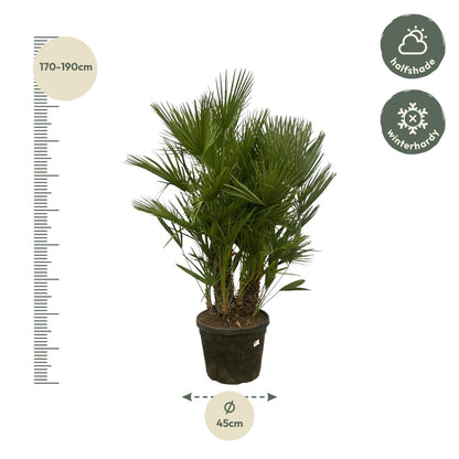 Chamaerops Humilis multi stam - 160-180 cm - Forestbloom