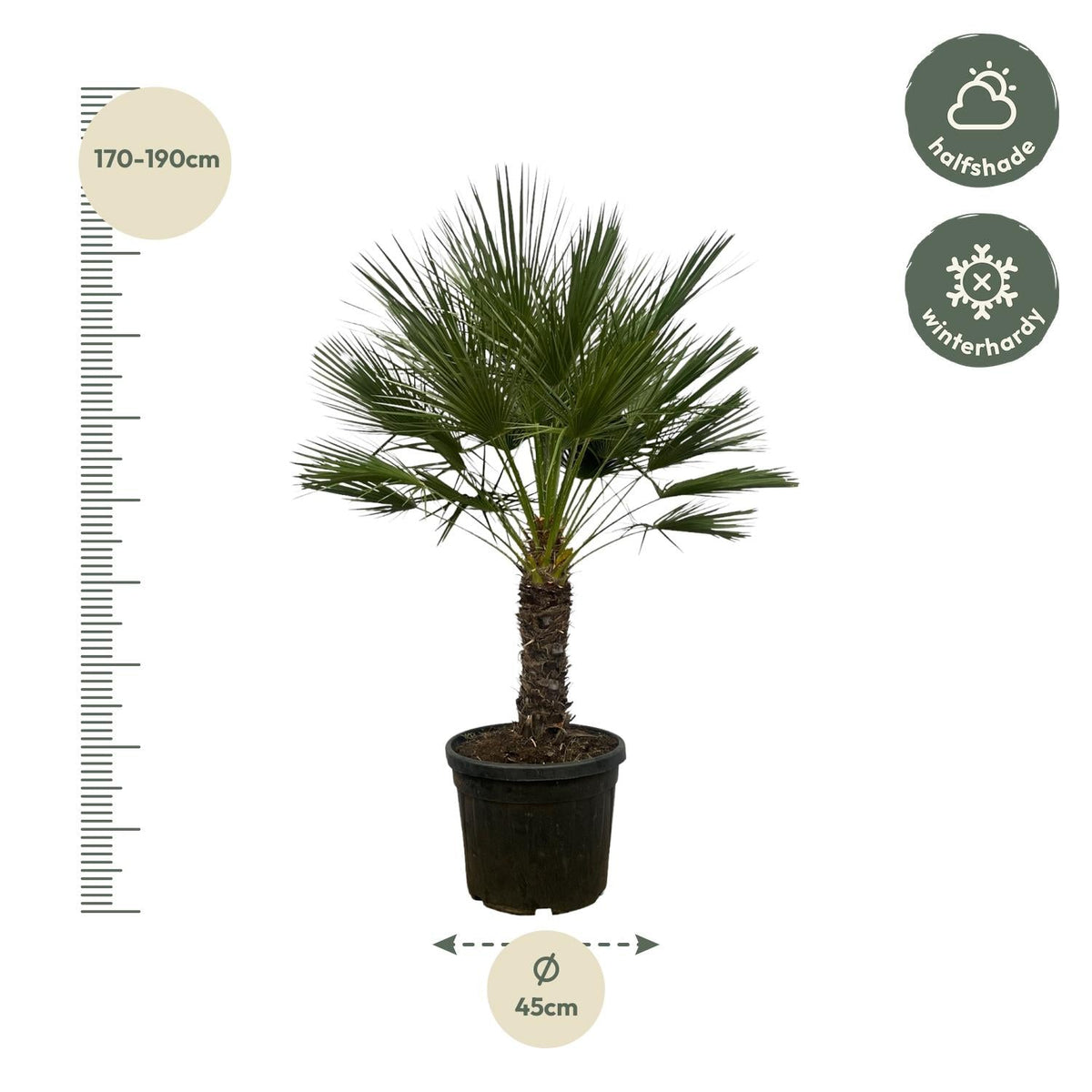 Chamaerops Humilis op stam - 150 cm - Forestbloom