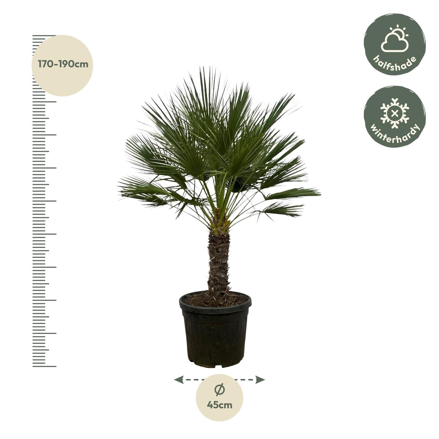 Chamaerops Humilis op stam - 150 cm - Forestbloom