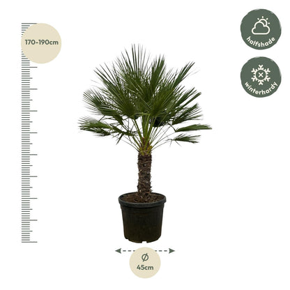 Chamaerops Humilis op stam - 150 cm - Forestbloom