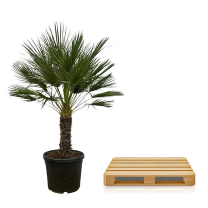 Chamaerops Humilis op stam - 150 cm - Forestbloom