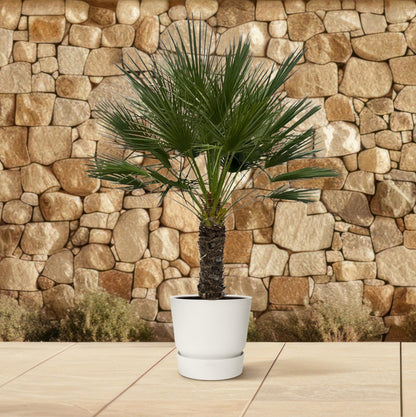 Chamaerops Humilis op stam - 150 cm - Forestbloom