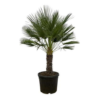 Chamaerops Humilis op stam - 150 cm - Forestbloom