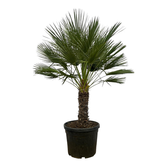 Chamaerops Humilis op stam - 150 cm - Forestbloom