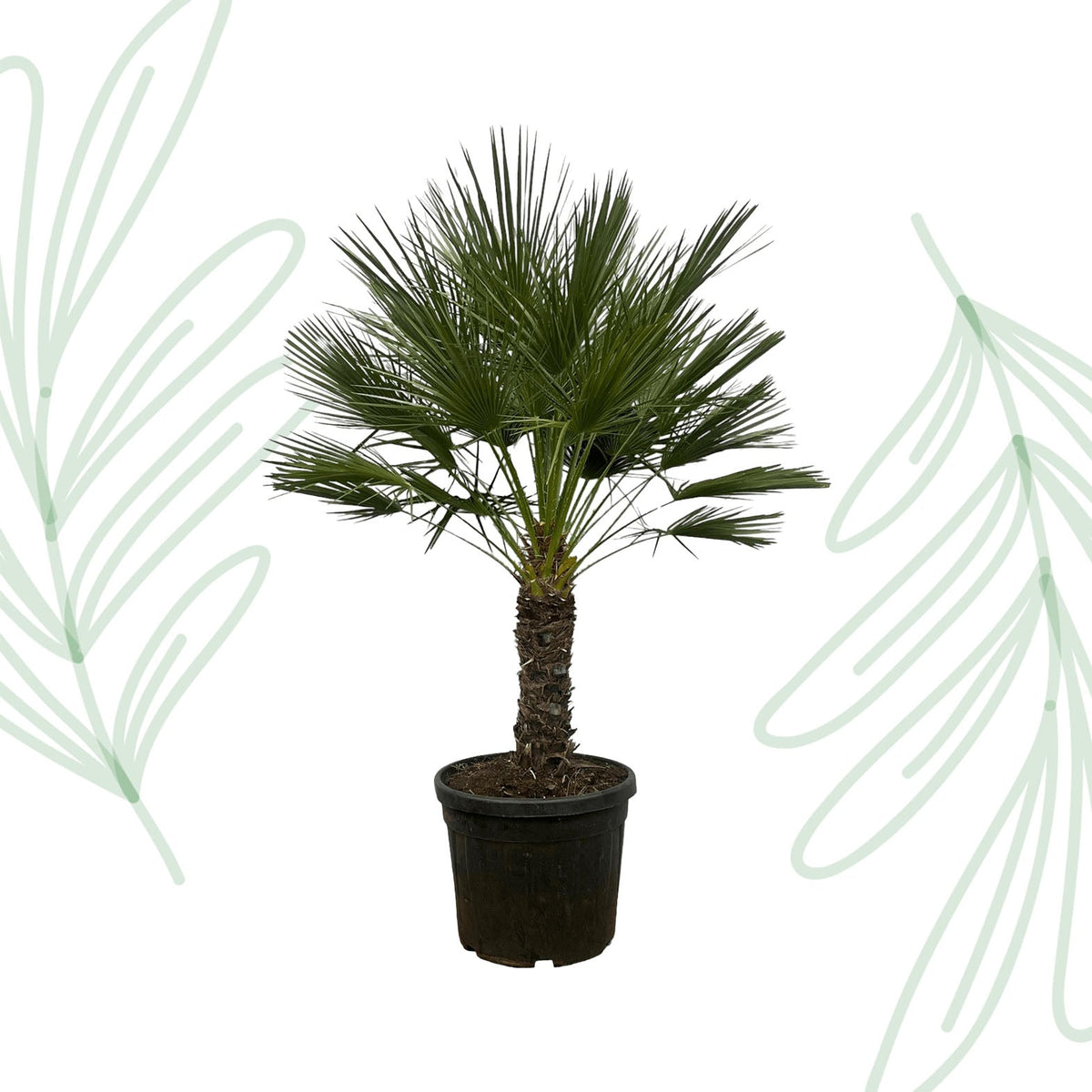 Chamaerops Humilis op stam - 150 cm - Forestbloom