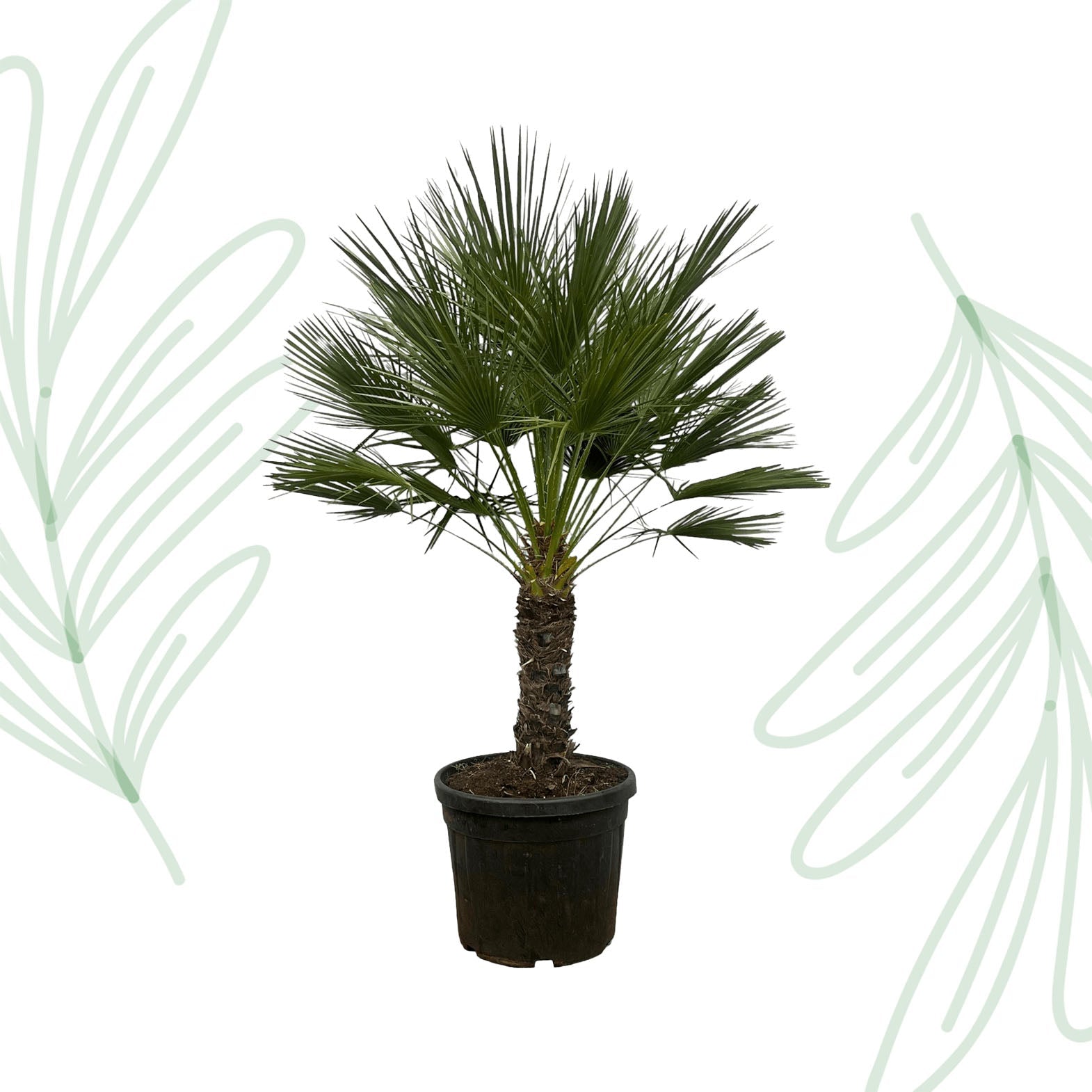 Chamaerops Humilis op stam - 150 cm - Forestbloom