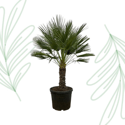 Chamaerops Humilis op stam - 150 cm - Forestbloom