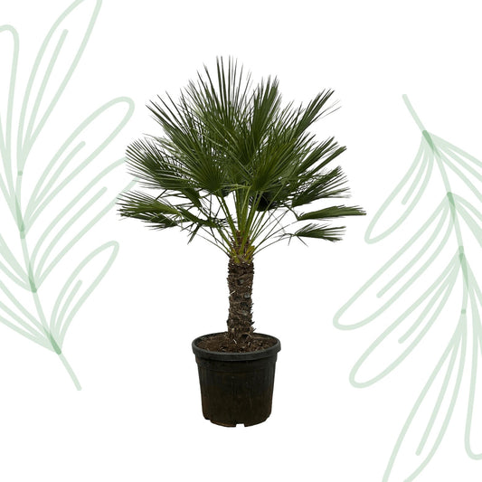 Chamaerops Humilis op stam - 150 cm - Forestbloom