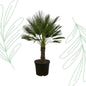Chamaerops Humilis op stam - 150 cm - Forestbloom