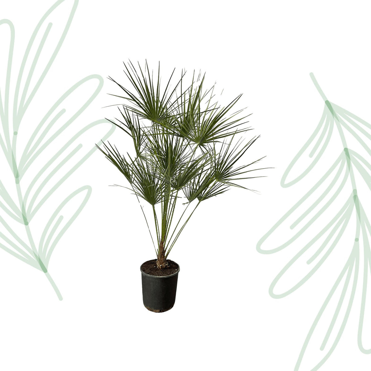 Chamaerops Humilis op stam - 160 cm - Forestbloom