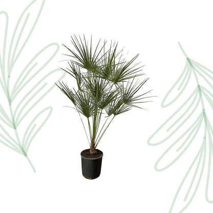 Chamaerops Humilis op stam - 160 cm - Forestbloom
