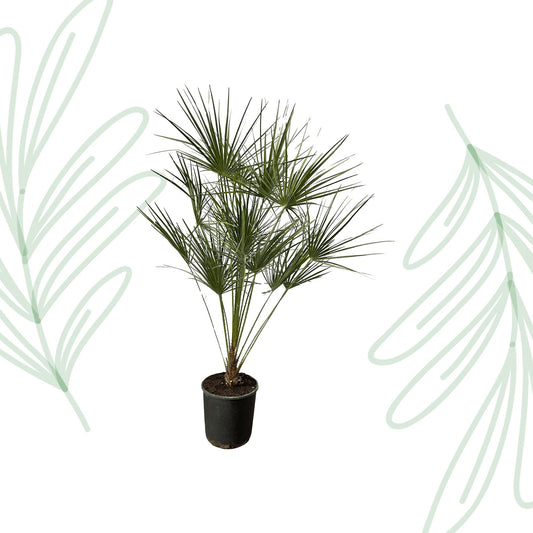 Chamaerops Humilis op stam - 160 cm - Forestbloom